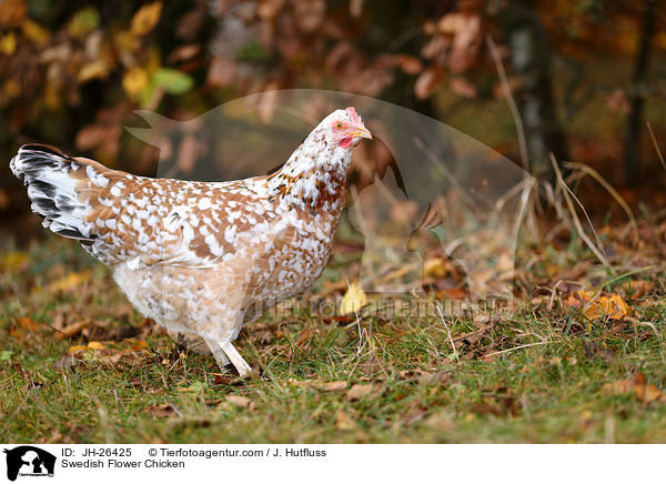 Swedish Flower Chicken / JH-26425