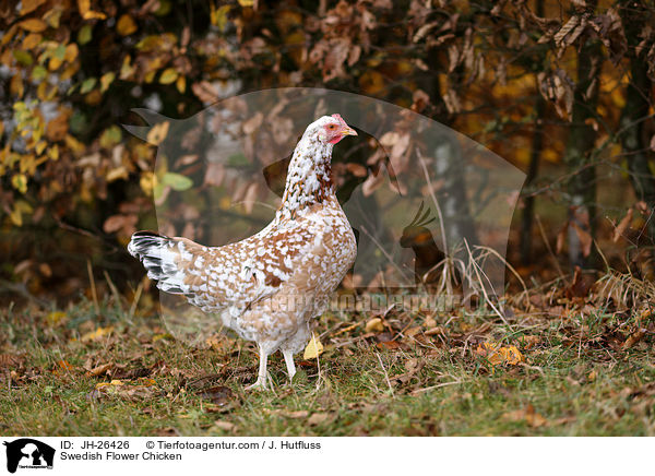 Swedish Flower Chicken / JH-26426