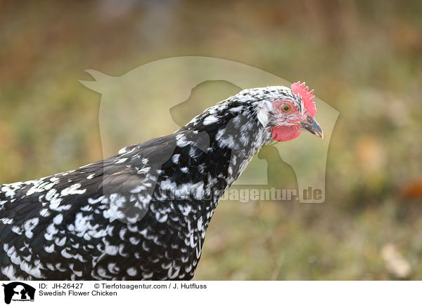 Swedish Flower Chicken / JH-26427