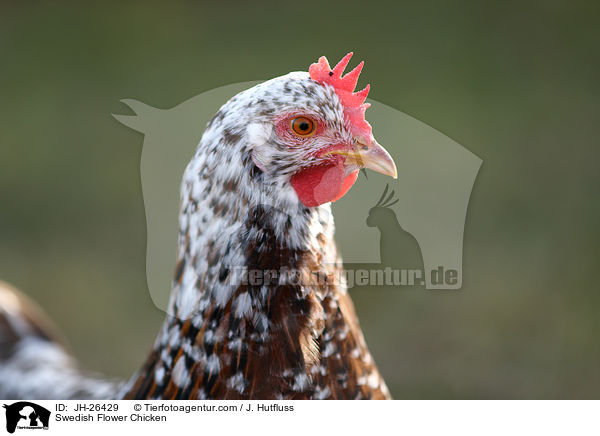 Swedish Flower Chicken / JH-26429