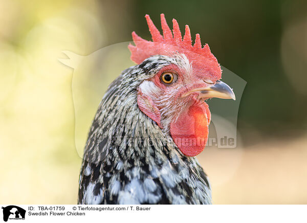 Swedish Flower Chicken / TBA-01759