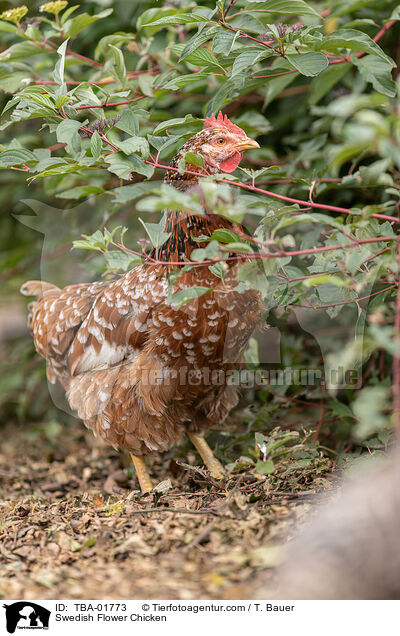 Schwedisches Blumenhuhn / Swedish Flower Chicken / TBA-01773