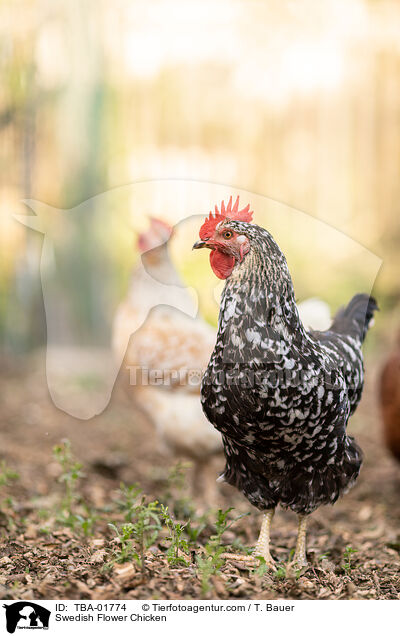 Swedish Flower Chicken / TBA-01774
