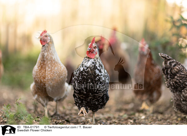 Schwedisches Blumenhuhn / Swedish Flower Chicken / TBA-01791