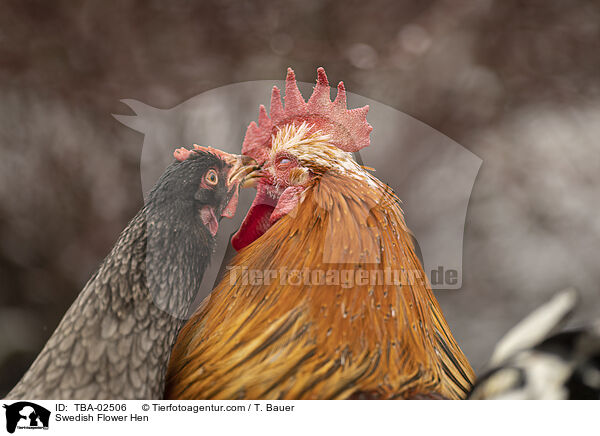 Swedish Flower Hen / TBA-02506