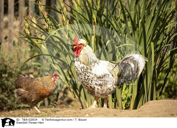 Schwedisches Blumenhuhn / Swedish Flower Hen / TBA-02834