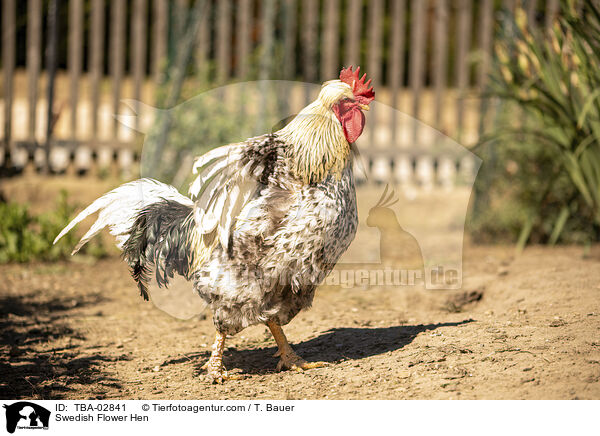 Schwedisches Blumenhuhn / Swedish Flower Hen / TBA-02841