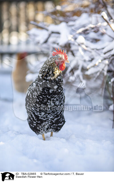 Swedish Flower Hen / TBA-02865