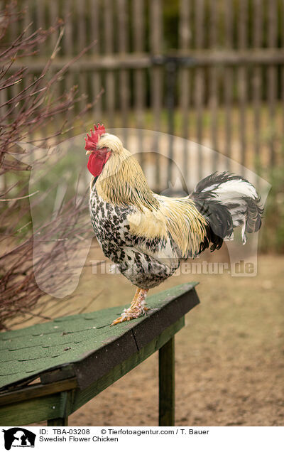 Schwedisches Blumenhuhn / Swedish Flower Chicken / TBA-03208