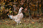 Swedish Flower Chicken