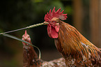 Swedish Flower Hens