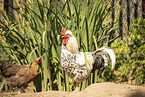 Swedish Flower Hen