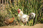 Swedish Flower Hen