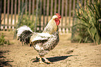 Swedish Flower Hen