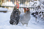 Swedish Flower Hen