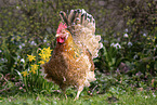 Swedish Flower Hen