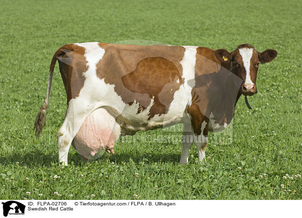 Schwedisches Rotvieh / Swedish Red Cattle / FLPA-02706