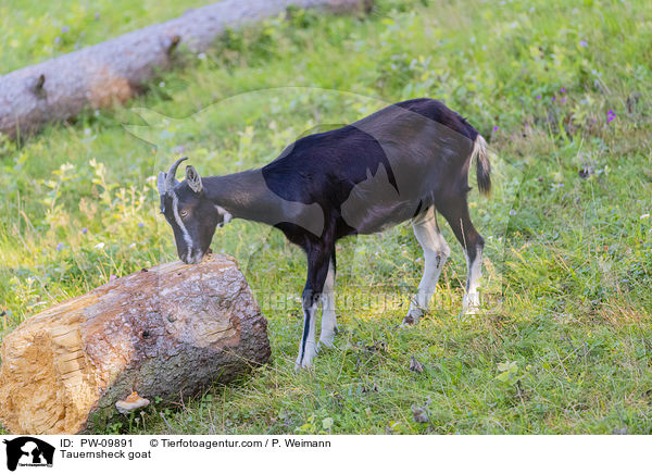 Tauernsheck goat / PW-09891
