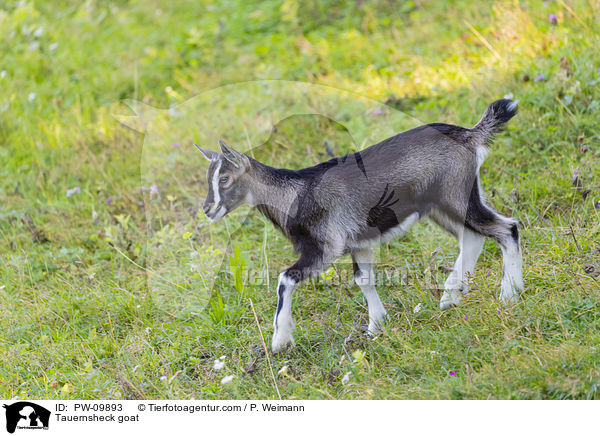 Tauernsheck goat / PW-09893