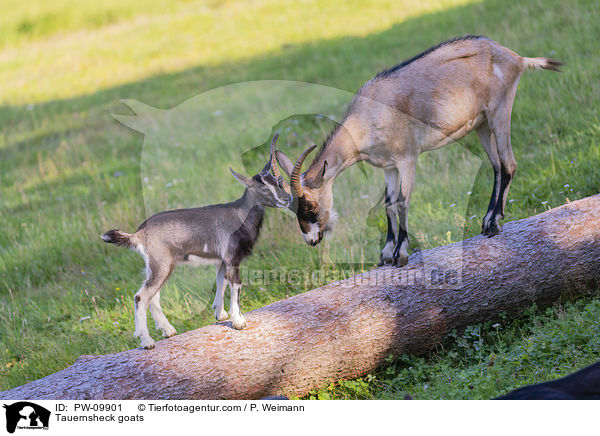 Tauernscheckenziegen / Tauernsheck goats / PW-09901