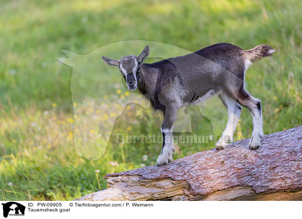 Tauernscheckenziege / Tauernsheck goat / PW-09905