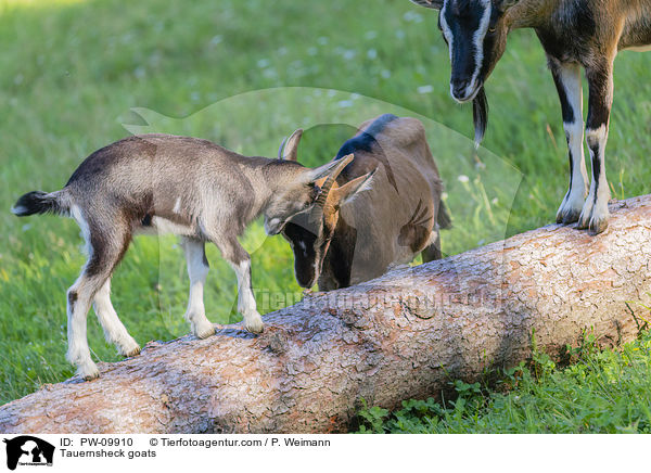 Tauernscheckenziegen / Tauernsheck goats / PW-09910