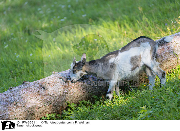 Tauernscheckenziege / Tauernsheck goat / PW-09911