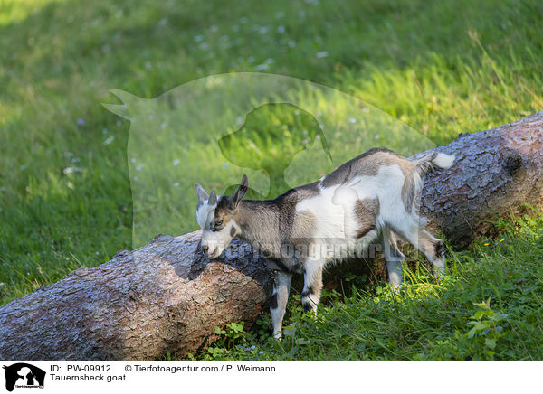 Tauernsheck goat / PW-09912