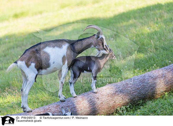 Tauernsheck goats / PW-09913