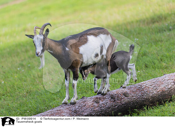 Tauernscheckenziegen / Tauernsheck goats / PW-09914