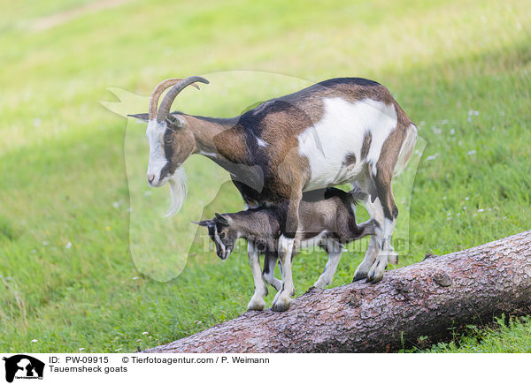 Tauernsheck goats / PW-09915