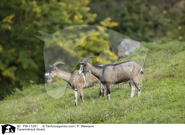 Tauernscheckenziegen / Tauernsheck Goats / PW-11261