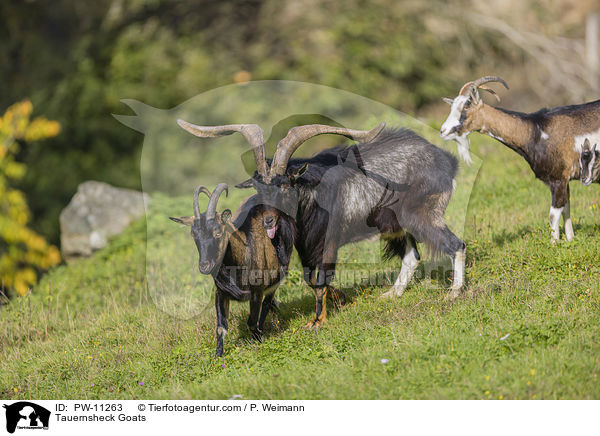 Tauernscheckenziegen / Tauernsheck Goats / PW-11263