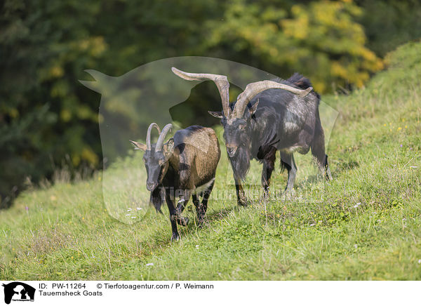Tauernsheck Goats / PW-11264