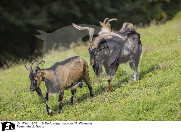 Tauernscheckenziegen / Tauernsheck Goats / PW-11265