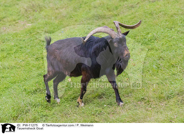 Tauernsheck Goat / PW-11275