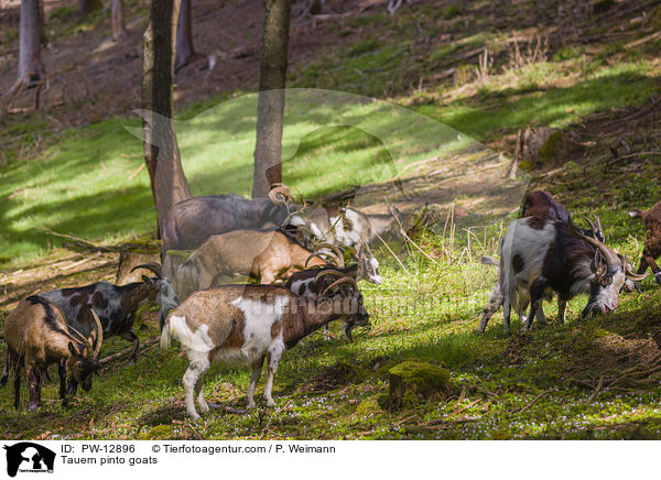 Tauern pinto goats / PW-12896