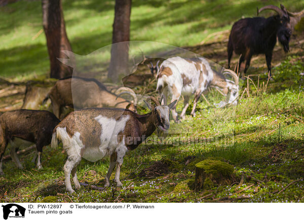 Tauern pinto goats / PW-12897