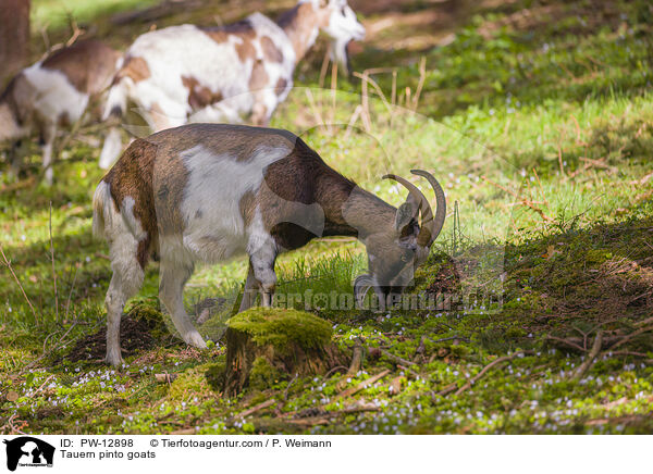 Tauernscheckenziegen / Tauern pinto goats / PW-12898