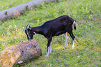 Tauernsheck goat