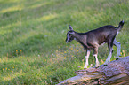 Tauernsheck goat