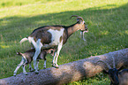Tauernsheck goats