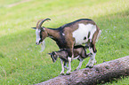 Tauernsheck goats
