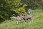 Tauernsheck Goats