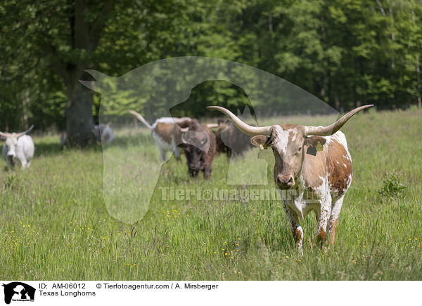 Texas Longhorns / AM-06012
