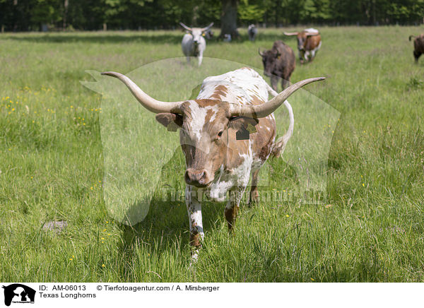 Texas Longhorns / Texas Longhorns / AM-06013