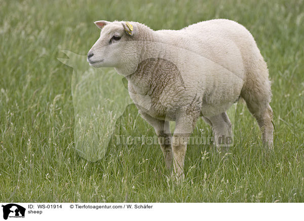 Texelschaf / sheep / WS-01914