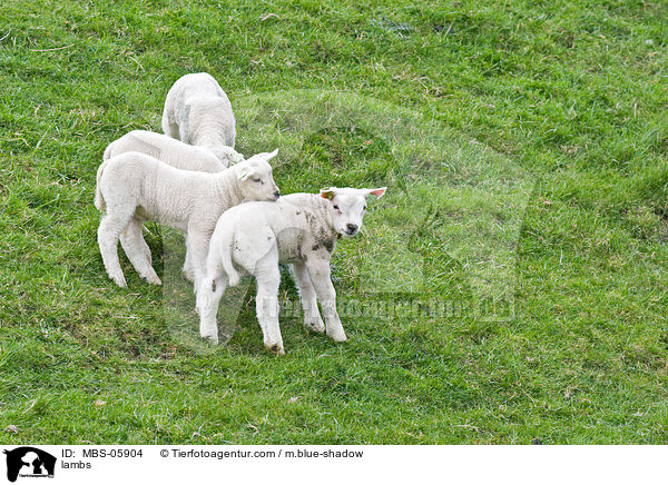 lambs / MBS-05904