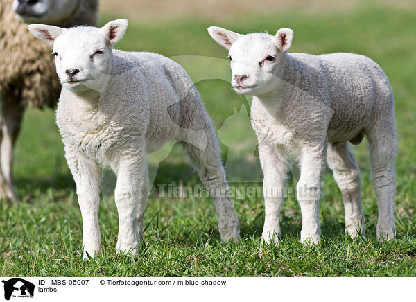 lambs / MBS-05907