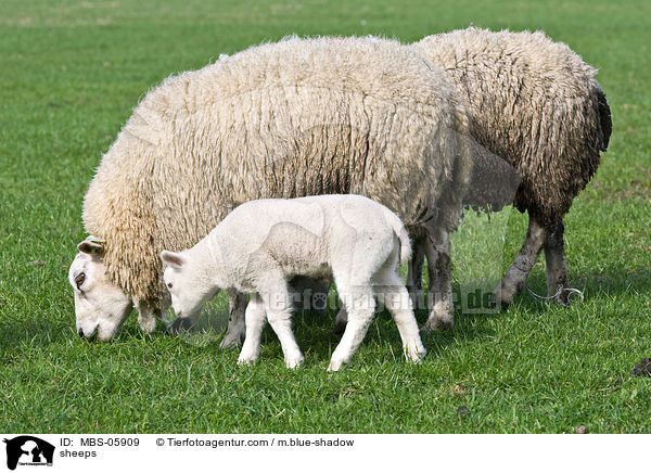 Schafe / sheeps / MBS-05909